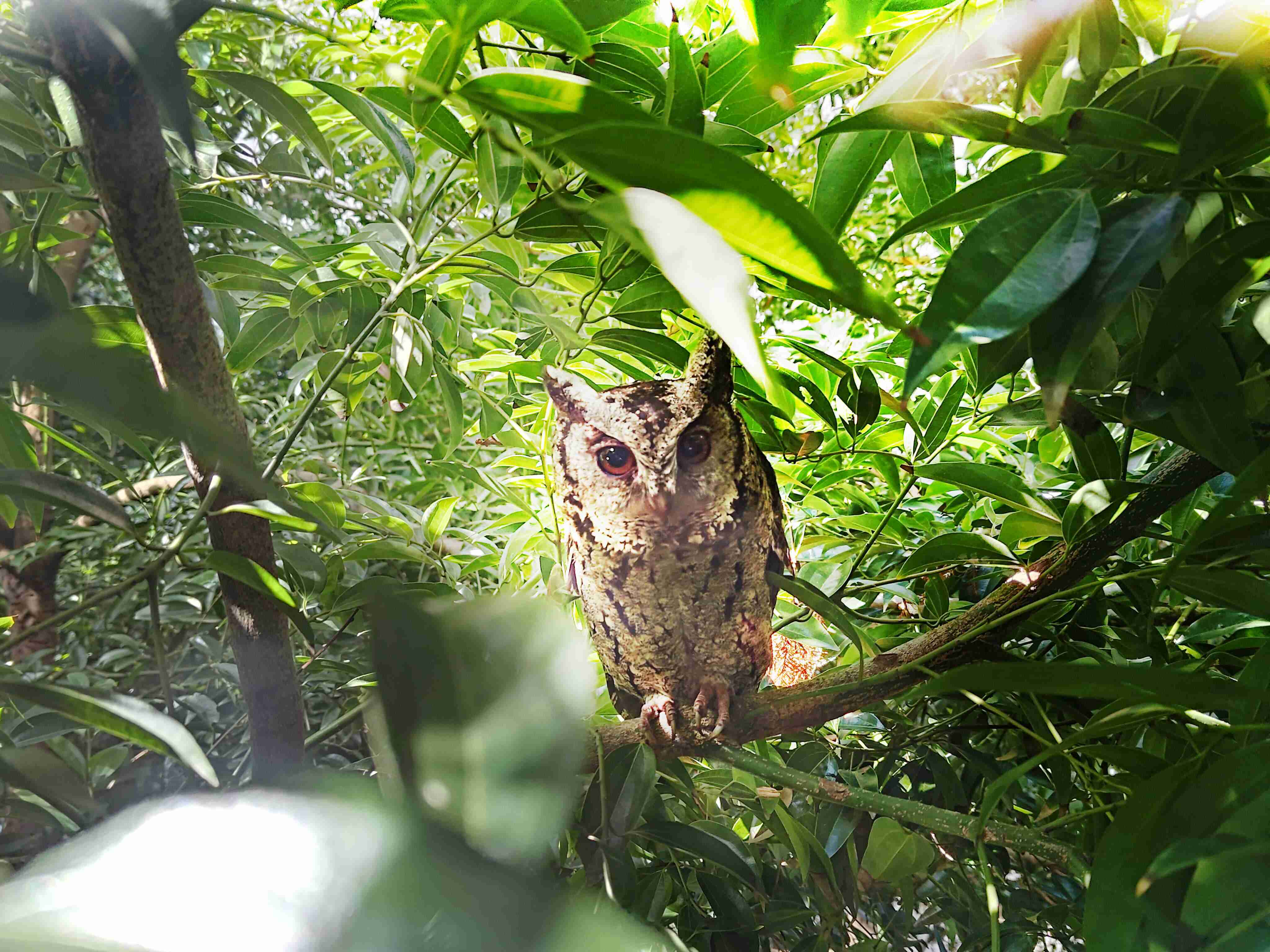 龙门国际致力提倡净零绿生活，，，，16年以来在全球各厂区植树逾百万棵，，造就各厂区树木蔚然成林，，犹如森林工厂，，成为许多生物的栖息地